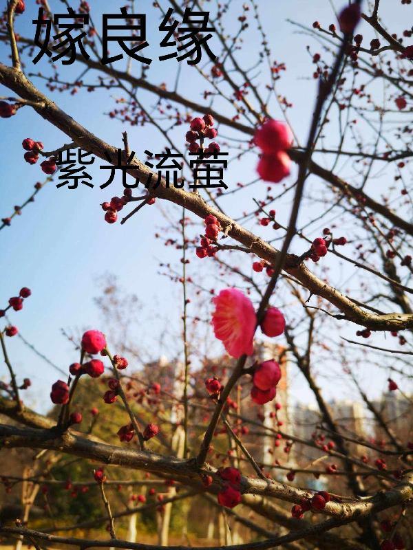 嫁良缘by吃个砂糖橘